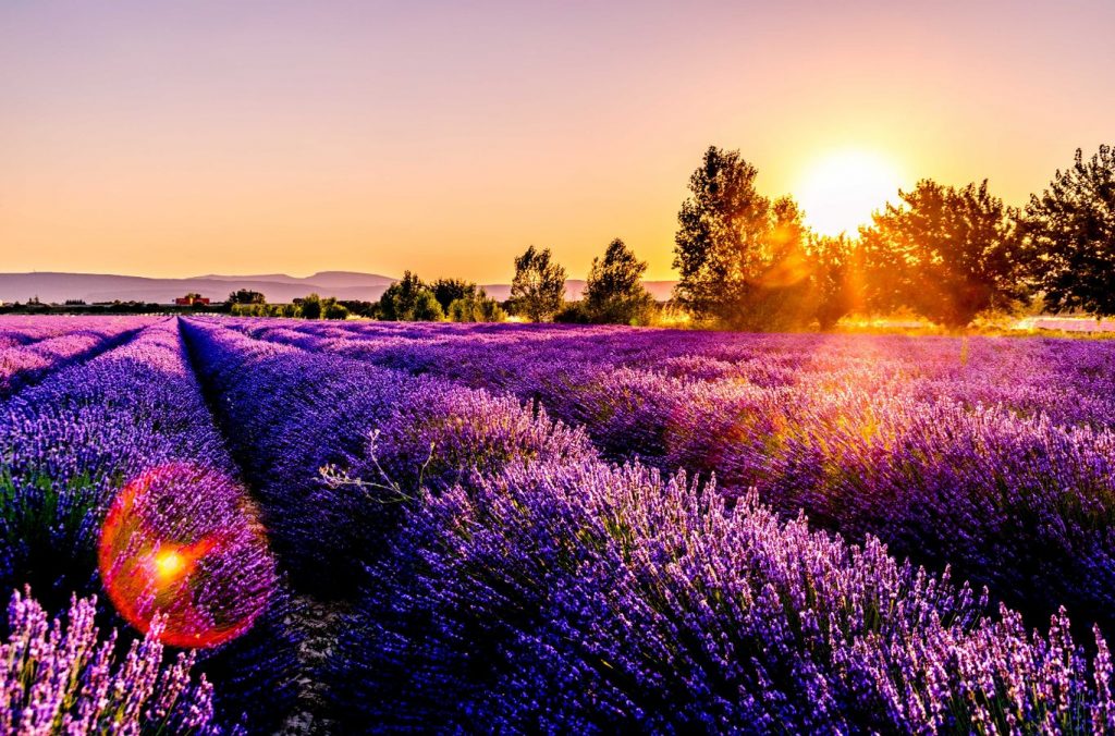 couples dates in Hertfordshire; lavender fields in Hitchin