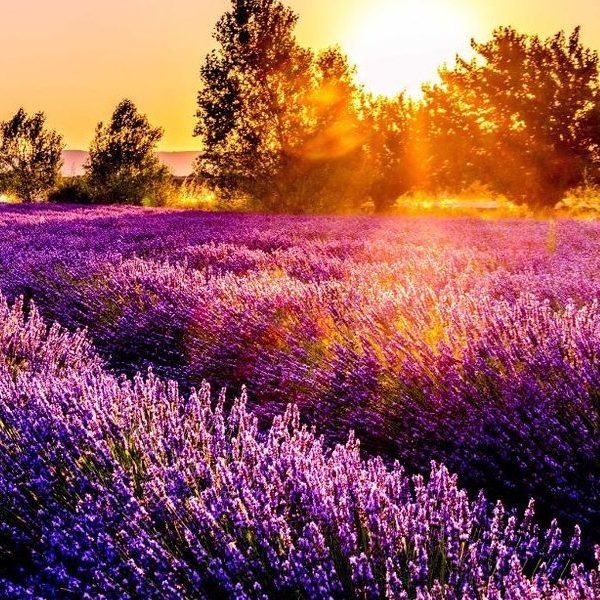 hitchin lavender fields