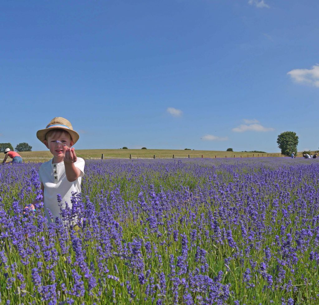 Hitchin Lavender Fields, Hertfordshire
