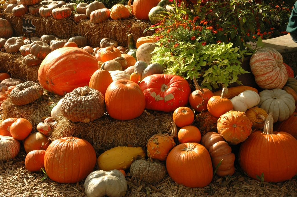 pumpkin picking in cambridgeshire