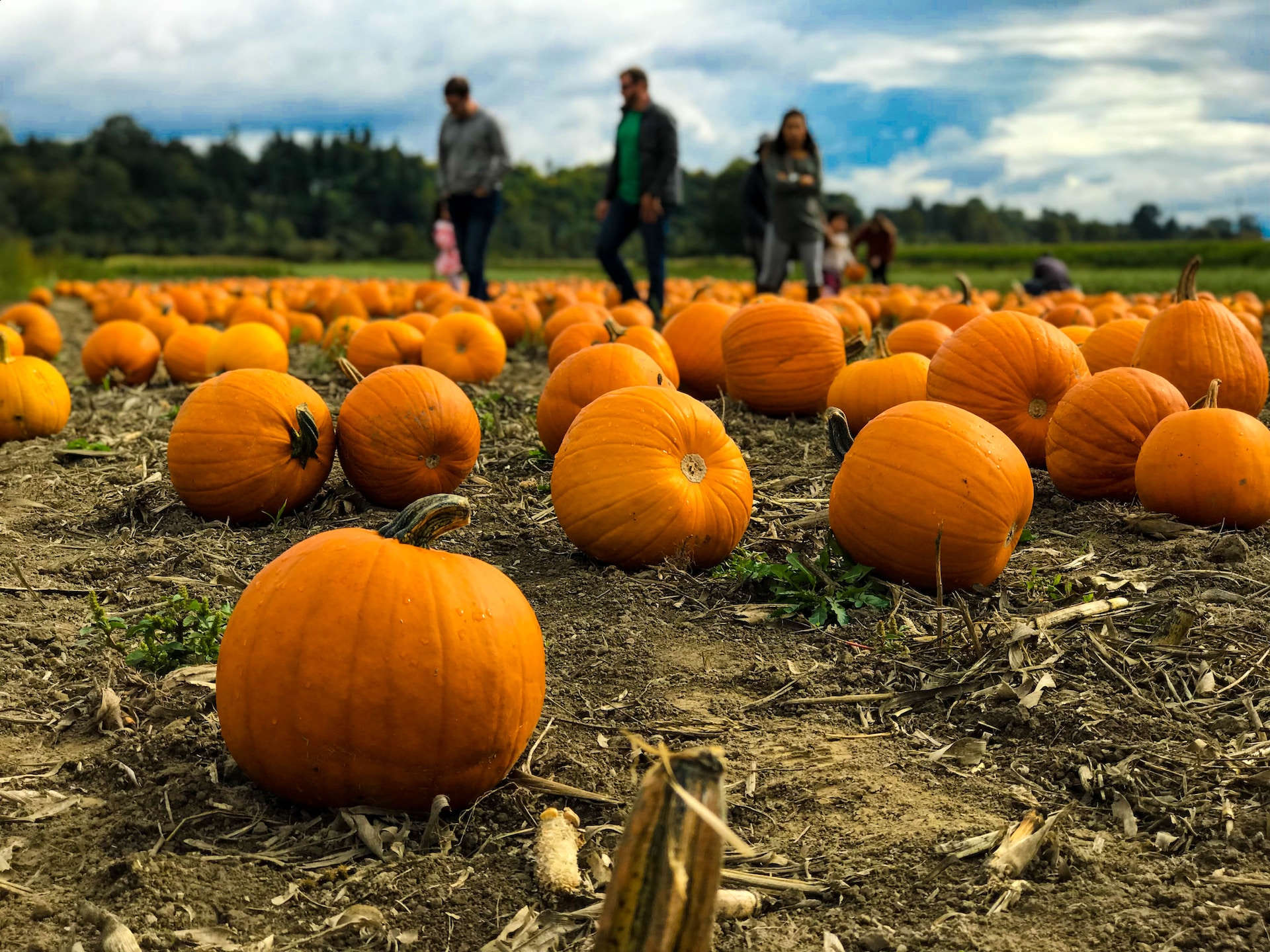 Your Ultimate Guide to Pumpkin Picking in Cambridgeshire for Halloween 2023