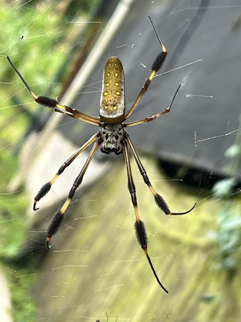golden weber spider