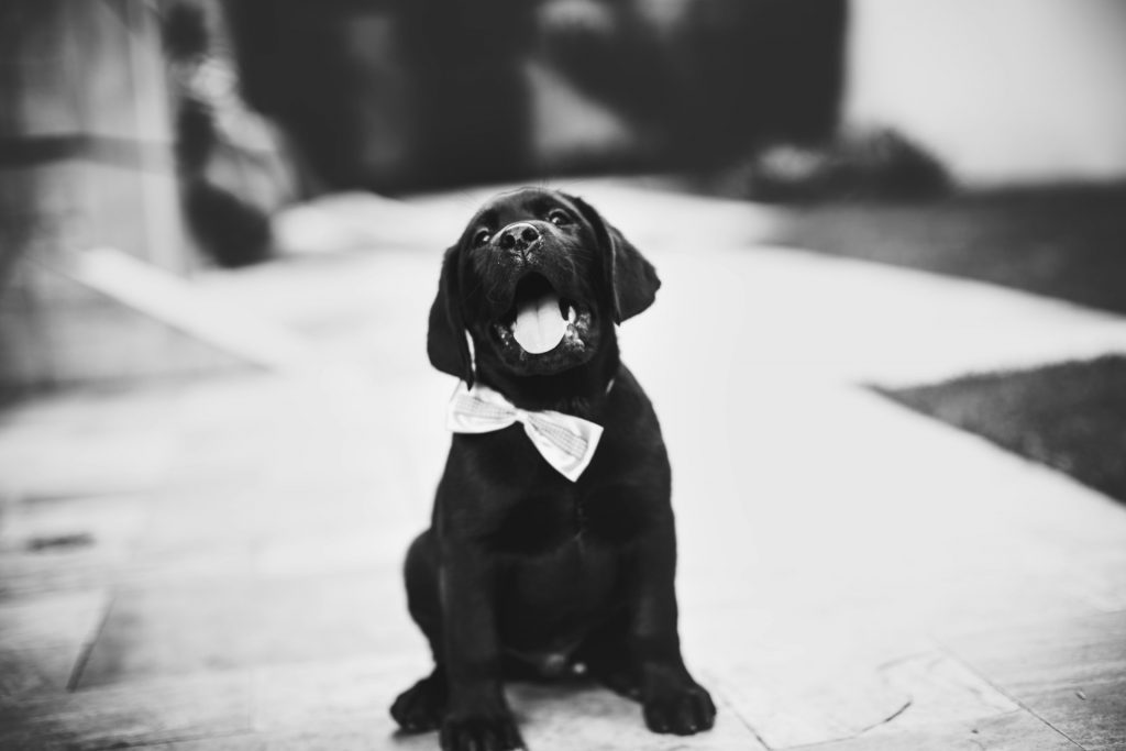 pet in black tie